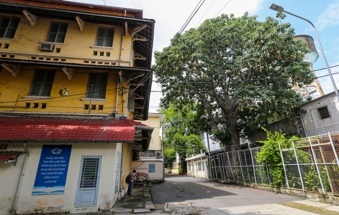 Cây[-]bao[-]báp[-]lâu[-]đời[-]nhất[-]Sài[-]Gòn[-]vào[-]mùa[-]nở[-]hoa